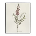 thumbnail image 1 of Stupell Industries Transitional Nature's Delicate Herb Sprig Black Framed Giclee Art, 11 x 14, by Cady Driver, 1 of 8