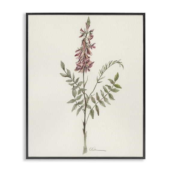 Stupell Industries Transitional Nature's Delicate Herb Sprig Black Framed Giclee Art, 11 x 14, by Cady Driver