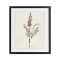 thumbnail image 1 of Stupell Industries Transitional Nature's Delicate Herb Sprig Black Framed Print Under Glass, 13 x 16, by Cady Driver, 1 of 8