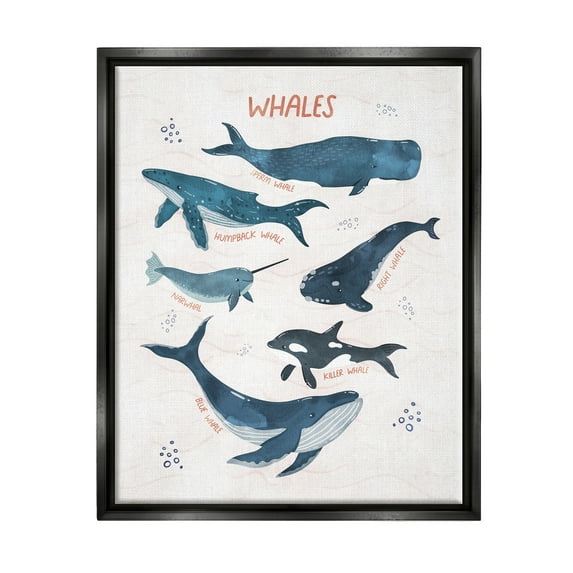 Stupell Industries Nautical Diagram Whale Narwhal Types Bubbles Illustration Jet Black Framed Floating Canvas Wall Art, 24x30, by Nina Blue