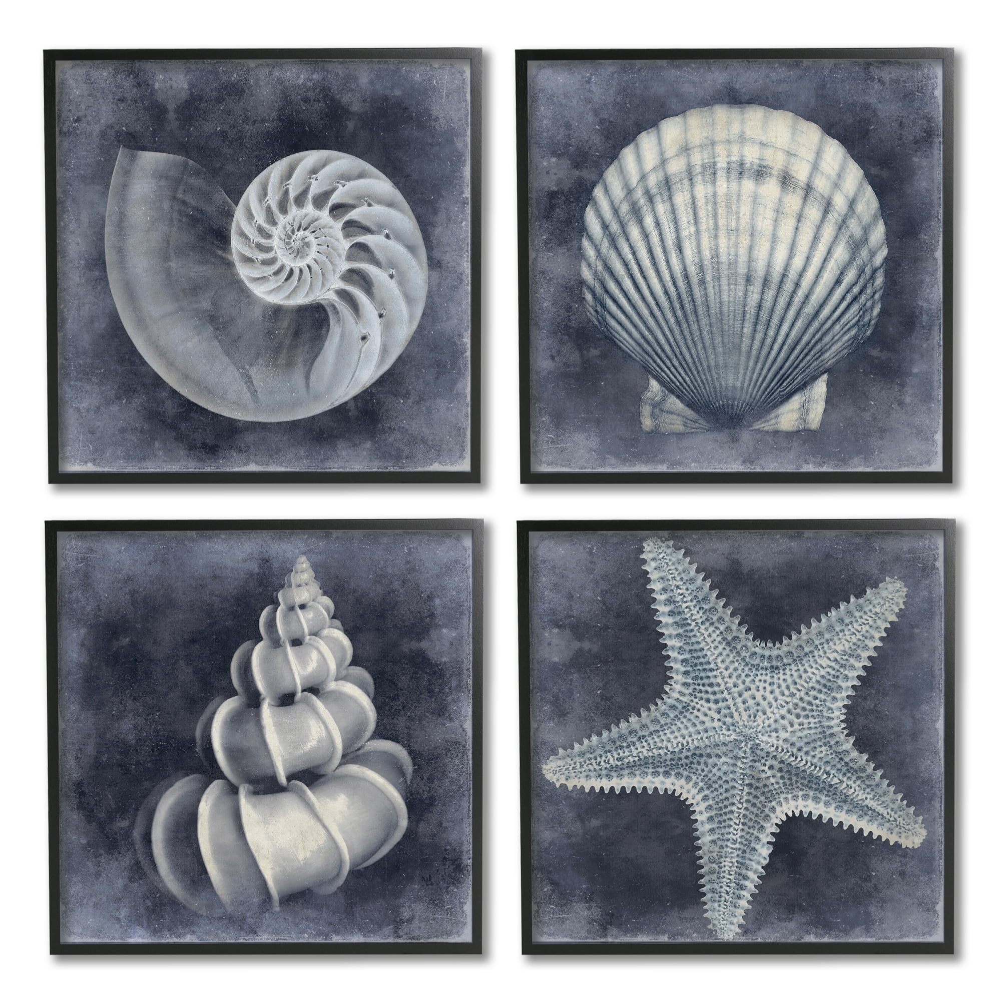 Stupell Industries Nautical Distressed Seashells and Starfish Blue White Black Framed by Caroline Kelly