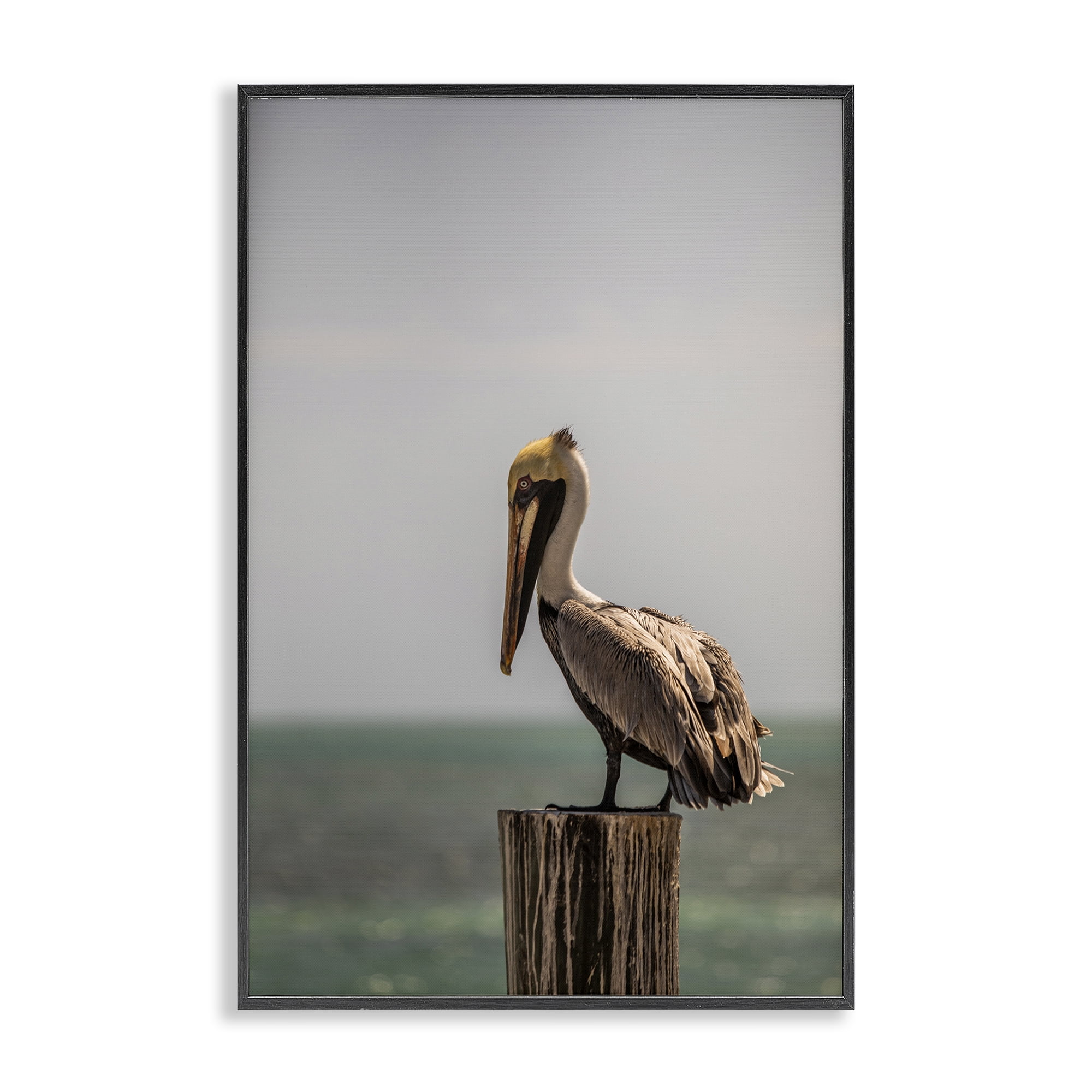 Stupell Industries Nautical Landscape Pelican Animals Photography Black Framed Art Print Wall Art, 20 x 30