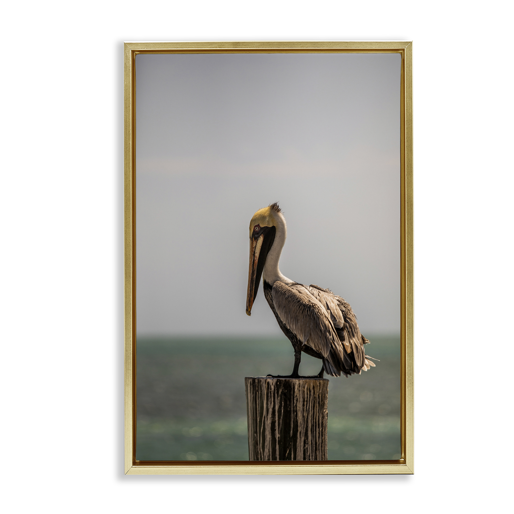 Stupell Industries Nautical Landscape Pelican Animals Photography Gold Floater Framed Canvas Art Print Wall Art, 17 x 25