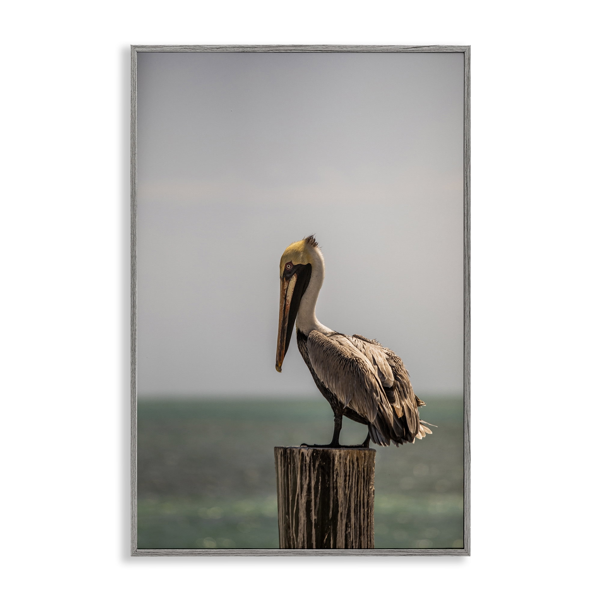 Stupell Industries Nautical Landscape Pelican Animals Photography Gray Framed Art Print Wall Art, 12 x 18