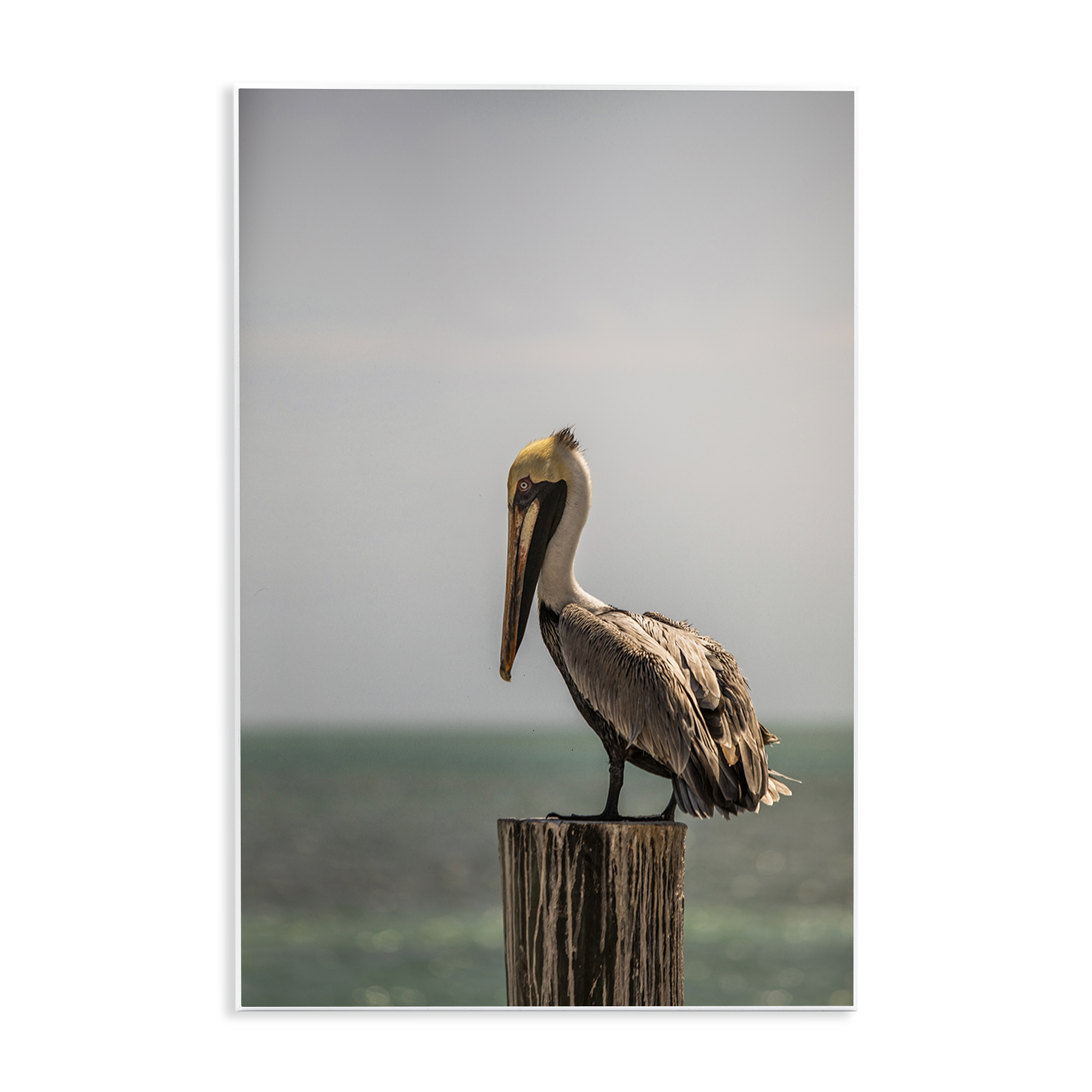 Stupell Industries Nautical Landscape Pelican Animals Photography Unframed Art Print Wall Art, 10 x 15