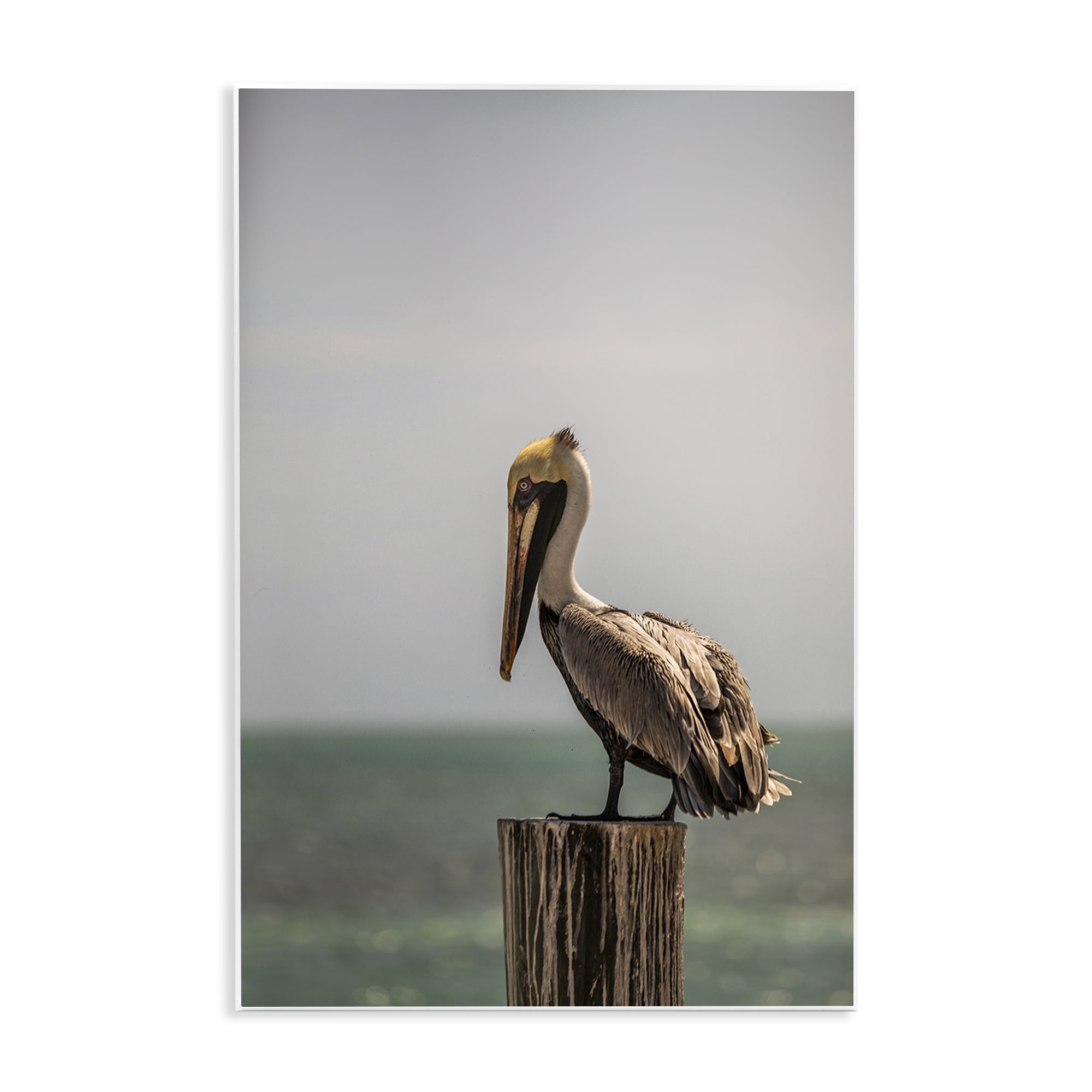 Stupell Industries Nautical Landscape Pelican Animals Photography Unframed Art Print Wall Art, 13 x 19