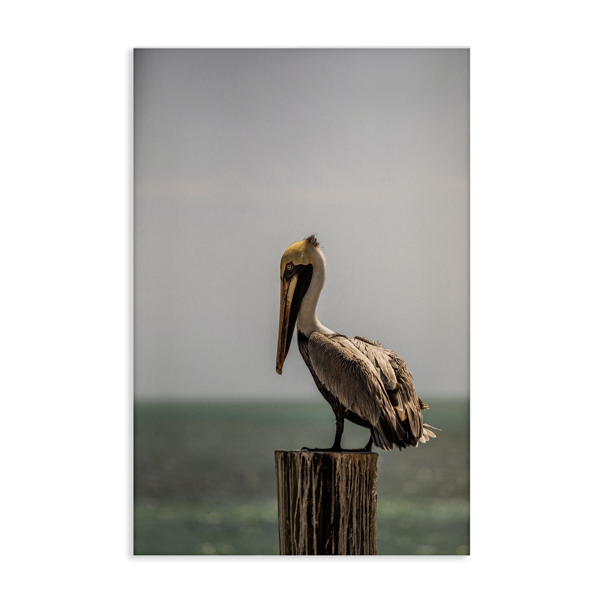 Stupell Industries Nautical Landscape Pelican Animals Photography Wrapped Canvas Art Print Wall Art, 20 x 30