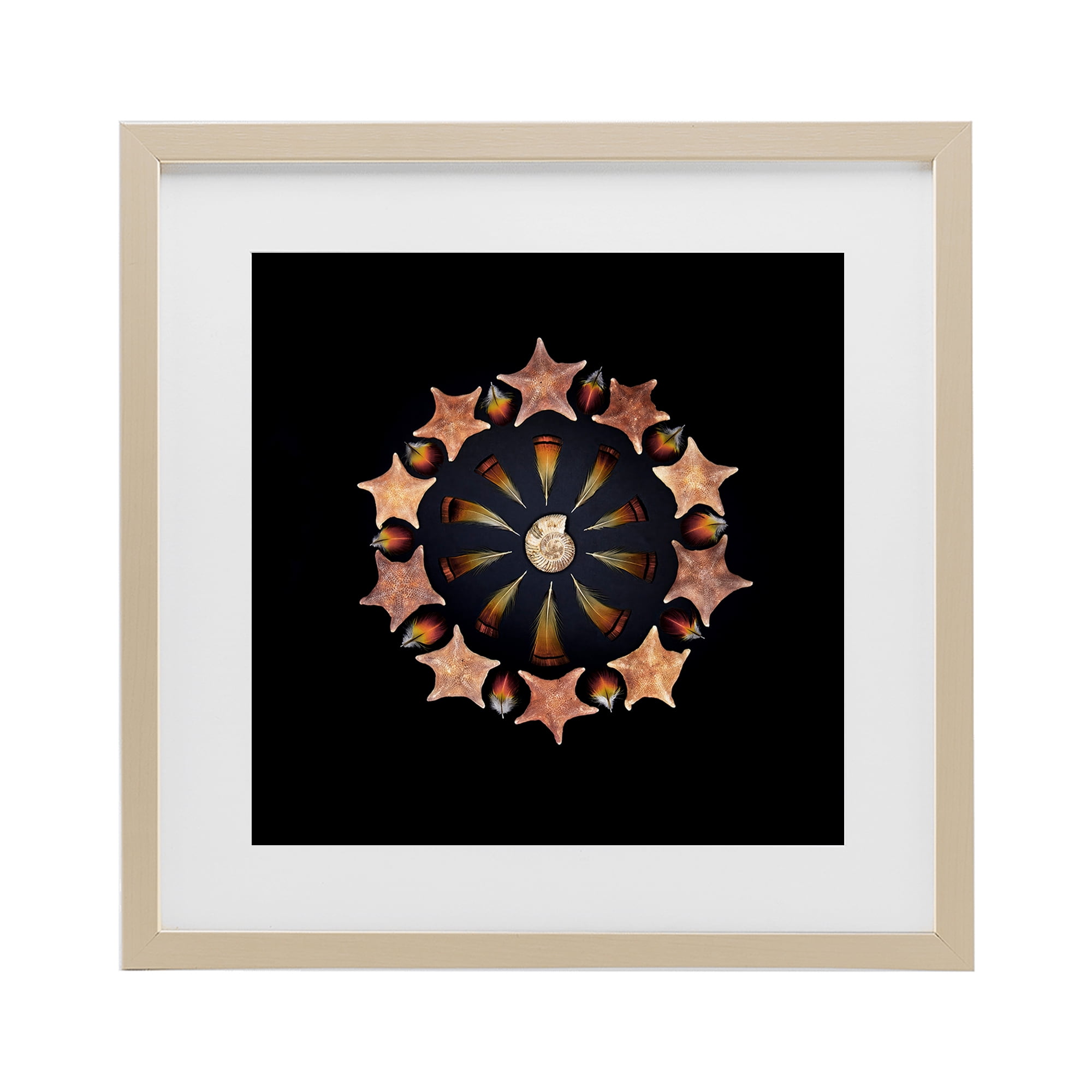 Stupell Industries Nautical Nature Arrangement Birch Framed Print Under Glass, design by Beth Adoette