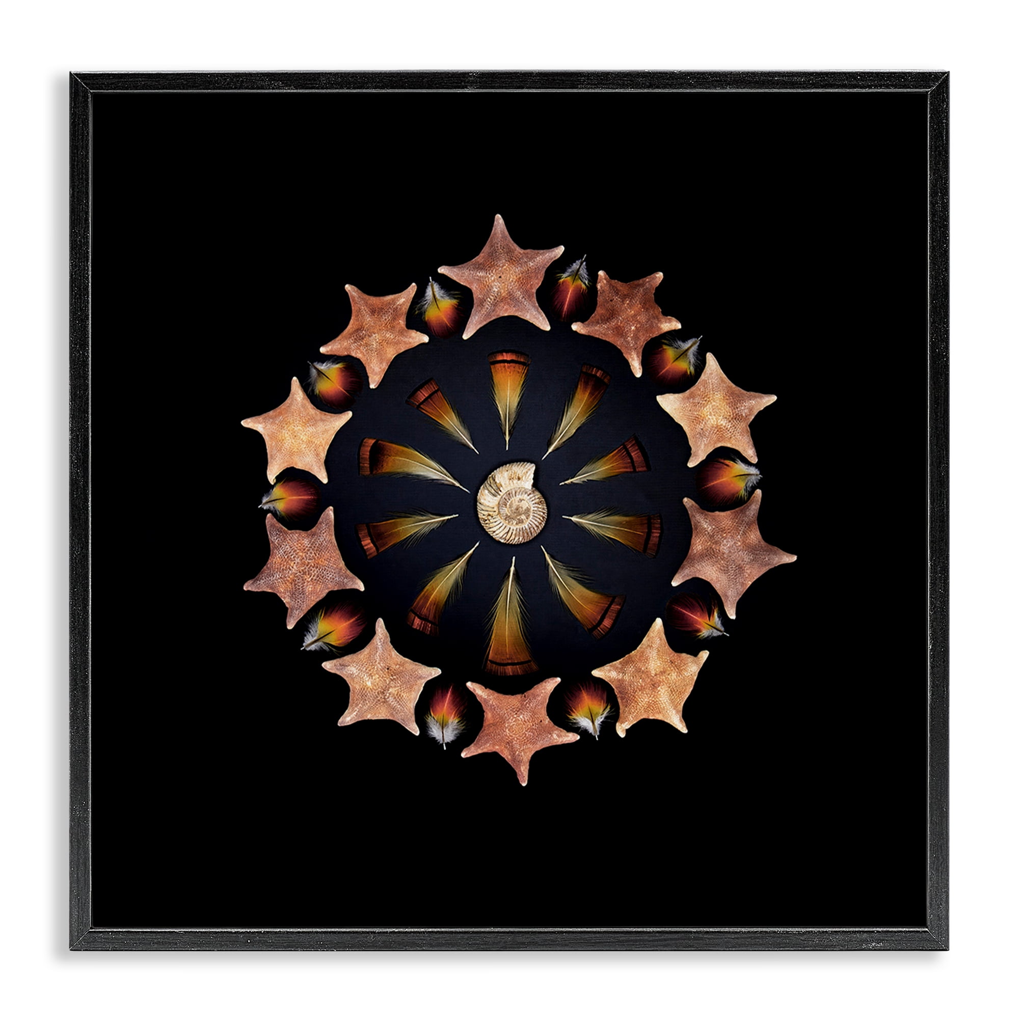 Stupell Industries Nautical Nature Arrangement Black Framed Giclee Art, design by Beth Adoette