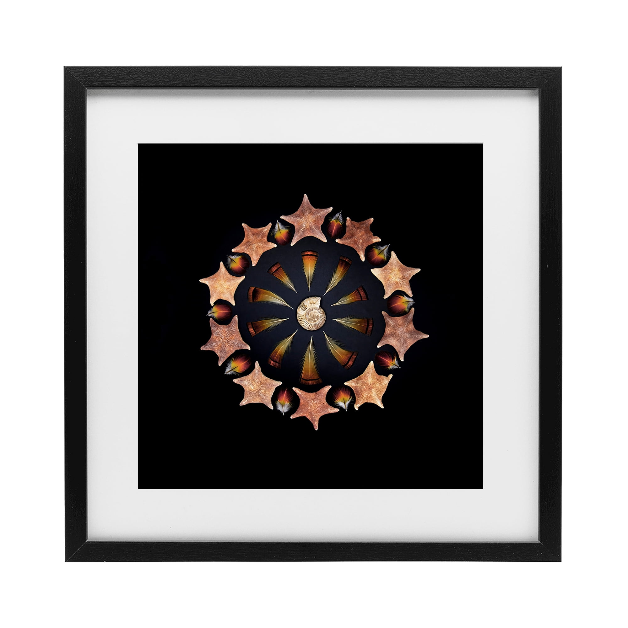 Stupell Industries Nautical Nature Arrangement Black Framed Print Under Glass, design by Beth Adoette