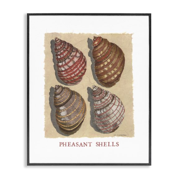 Stupell Industries Nautical Pheasant Shells Black Framed Giclee Art design by Nancy Overton, 14 x 11