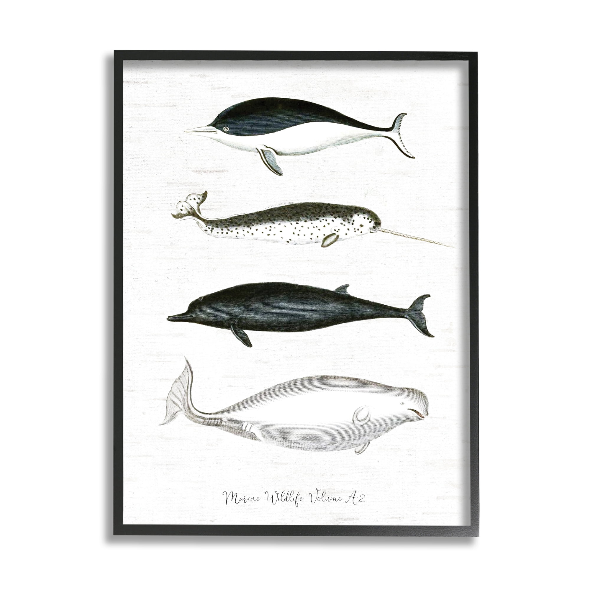 Stupell Industries Nautical Sea Life Whales Narwhal Marine Drawings Graphic Art Black Framed Art Print Wall Art, Design by Lettered and Lined