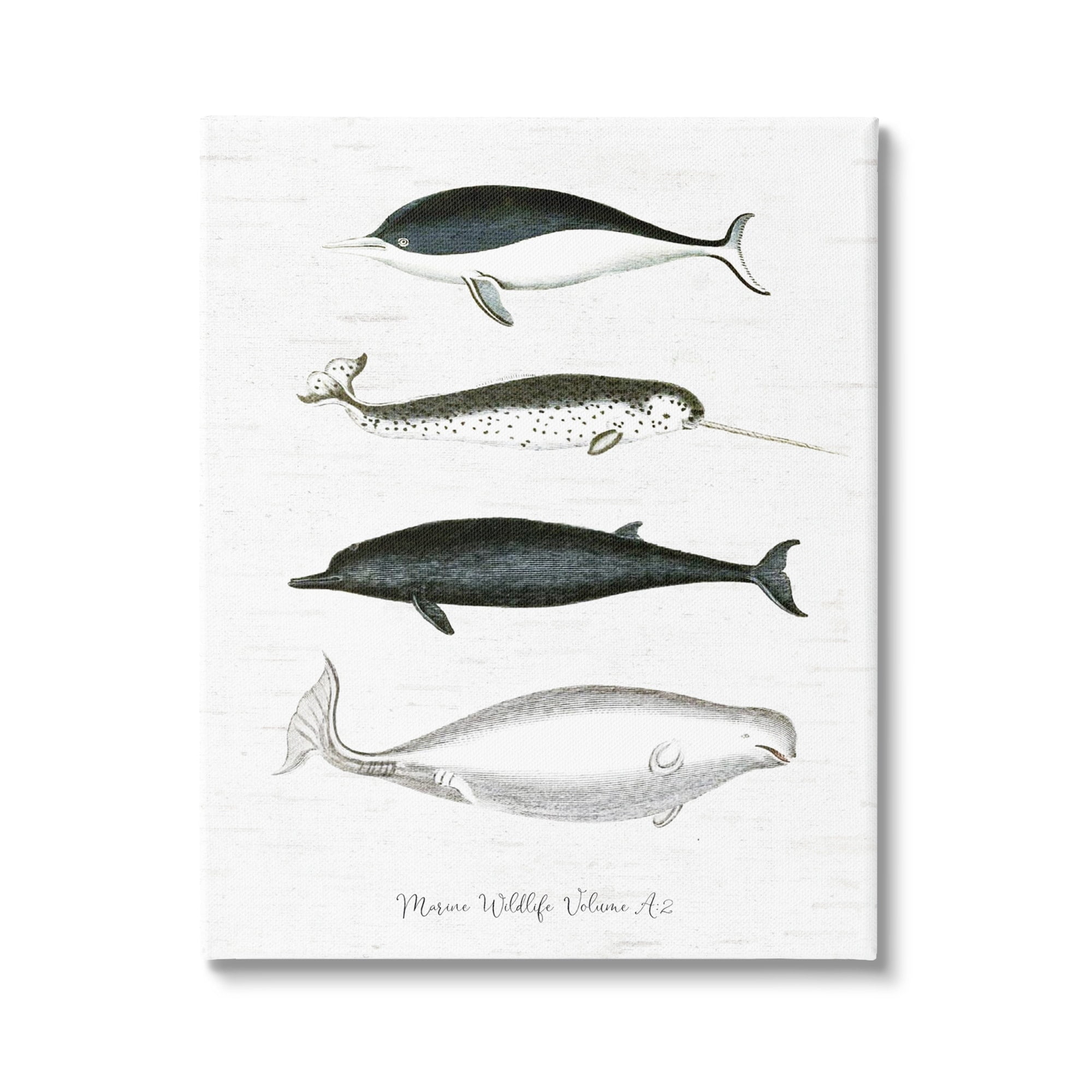 Stupell Industries Nautical Sea Life Whales Narwhal Marine Drawings Graphic Art Gallery Wrapped Canvas Print Wall Art, Design by Lettered and Lined