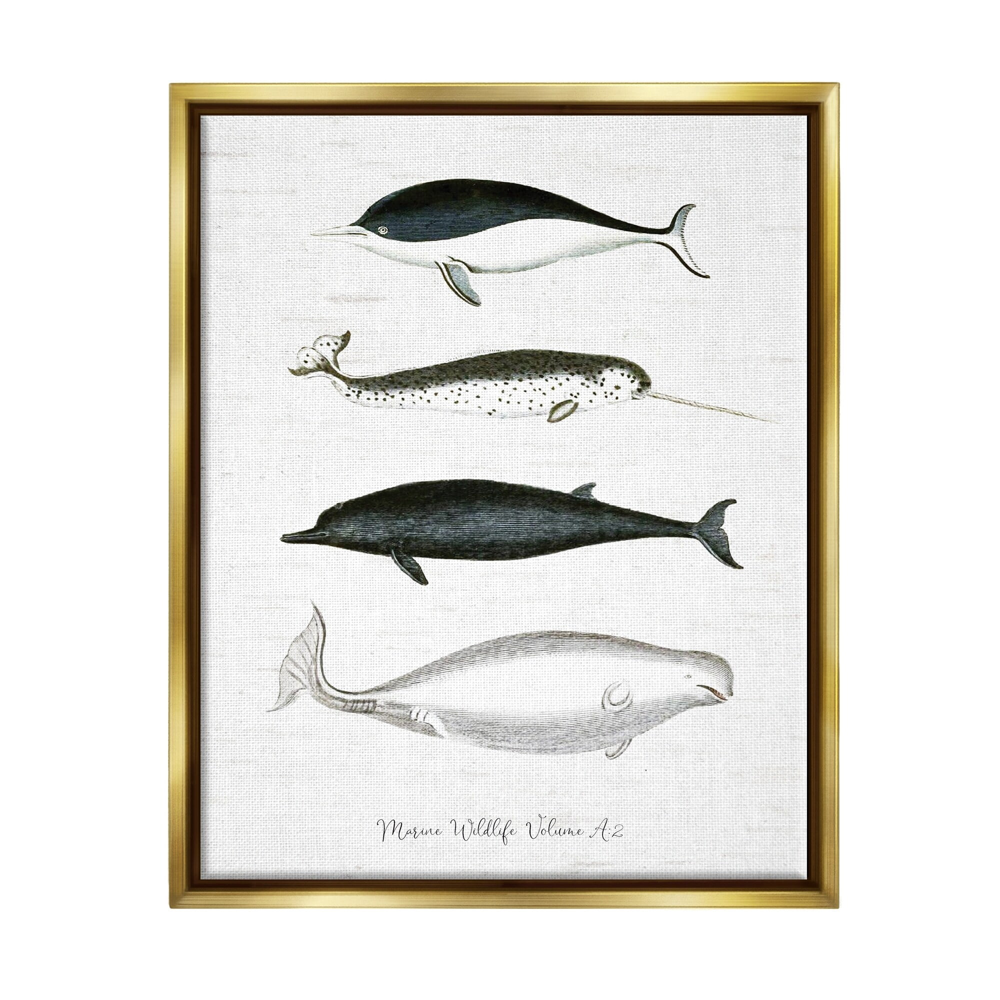Stupell Industries Nautical Sea Life Whales Narwhal Marine Drawings Graphic Art Metallic Gold Floating Framed Canvas Print Wall Art, Design by Lettered and Lined