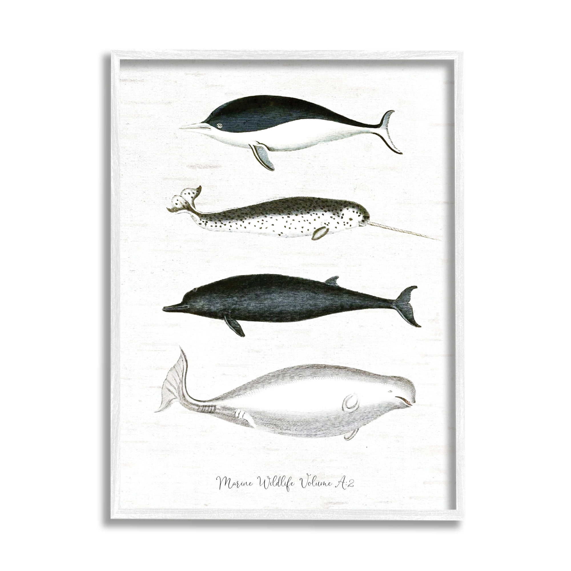 Stupell Industries Nautical Sea Life Whales Narwhal Marine Drawings Graphic Art White Framed Art Print Wall Art, Design by Lettered and Lined