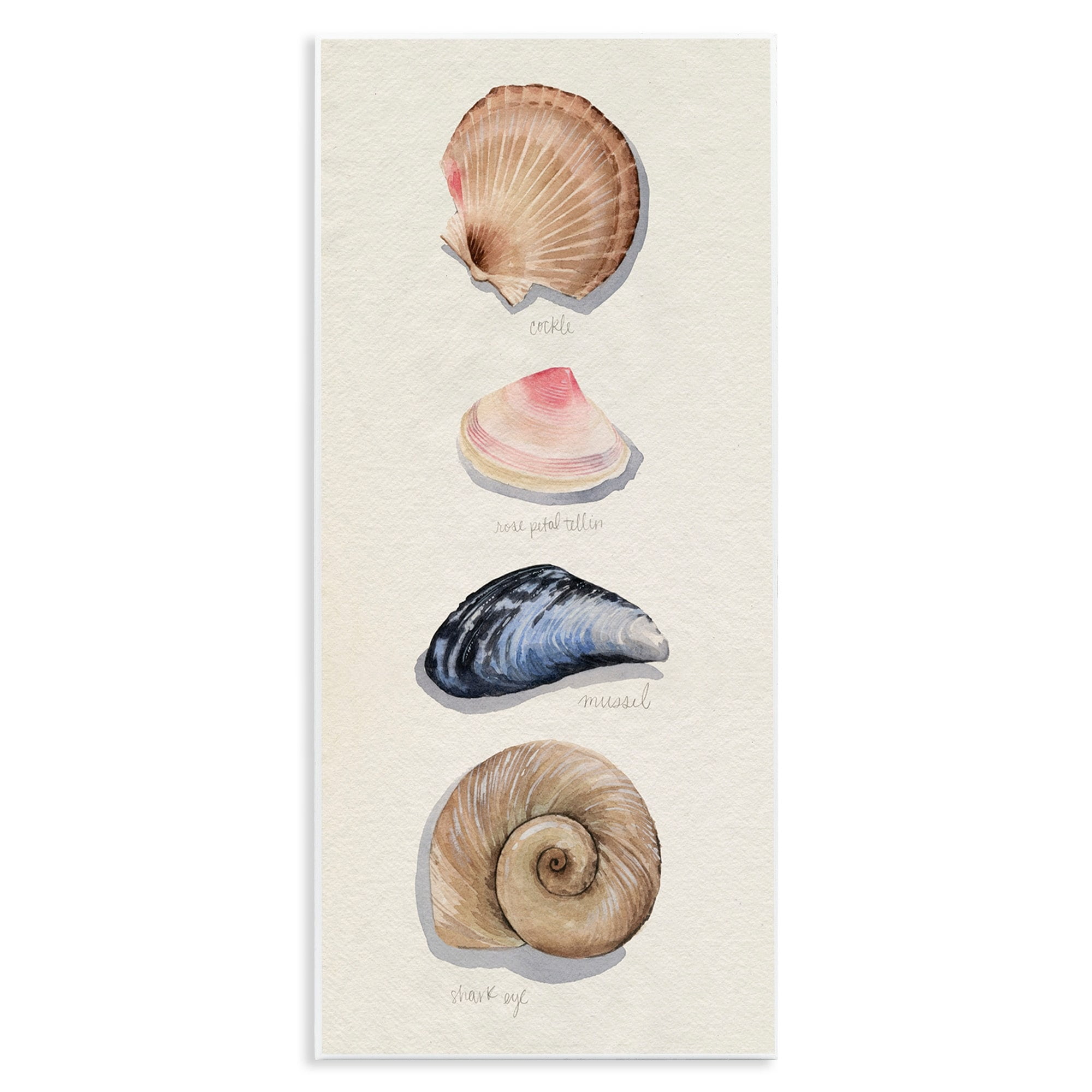 Stupell Industries Nautical Sea Shells over Soft Beige Sand,7 x 17,Designed by Grace Popp