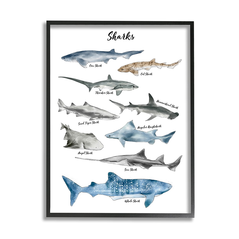 Stupell Industries Nautical Shark Chart Watercolor Marine Animals Black Framed by Ziwei Li