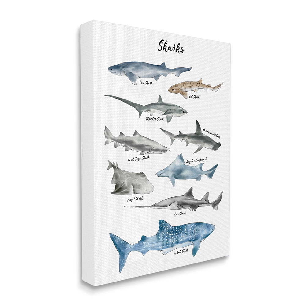 Stupell Industries Nautical Shark Chart Watercolor Marine Animals Canvas Wall Art by Ziwei Li