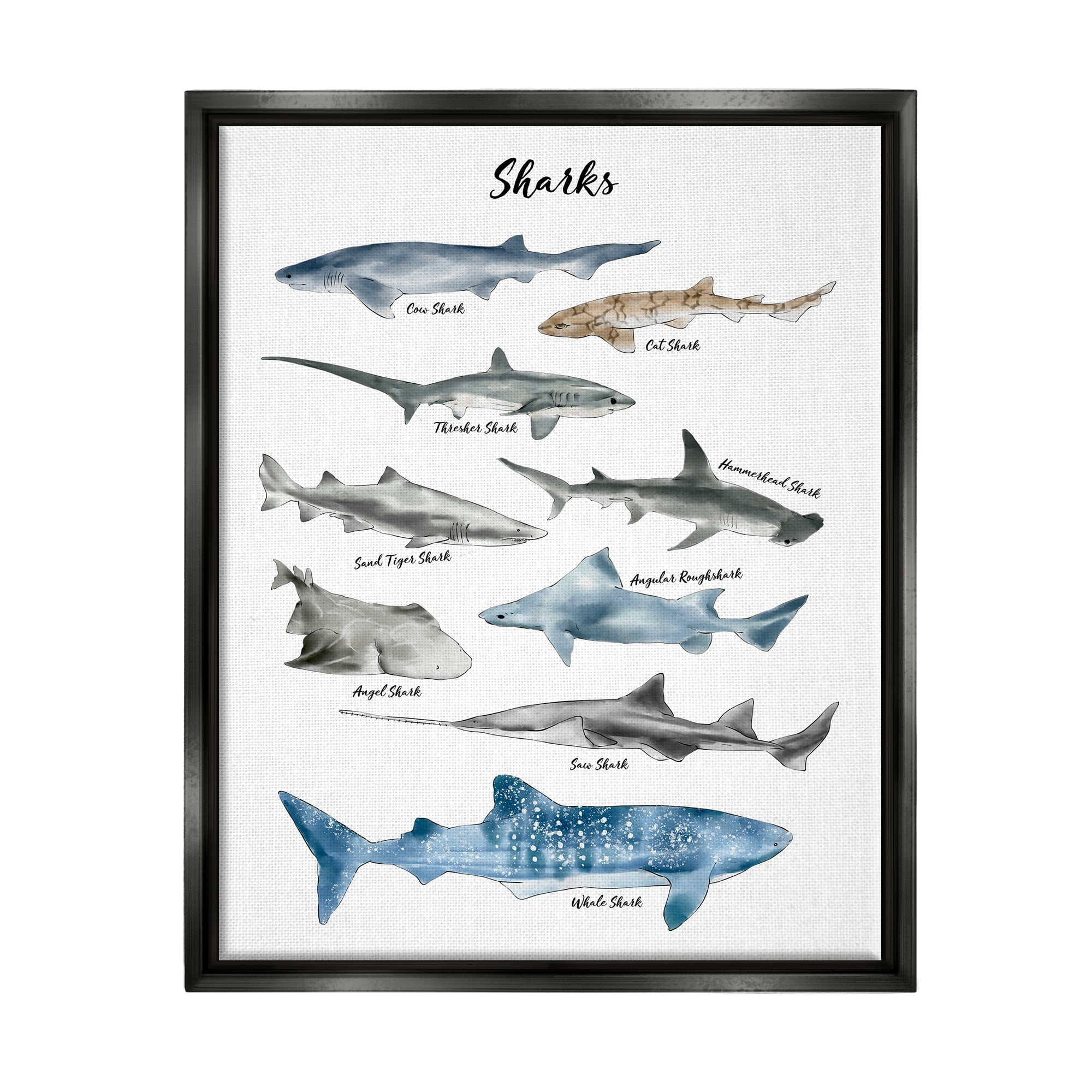 Stupell Industries Nautical Shark Chart Watercolor Marine Animals Jet Black Framed Floating Canvas Wall Art, 24x30, by Ziwei Li