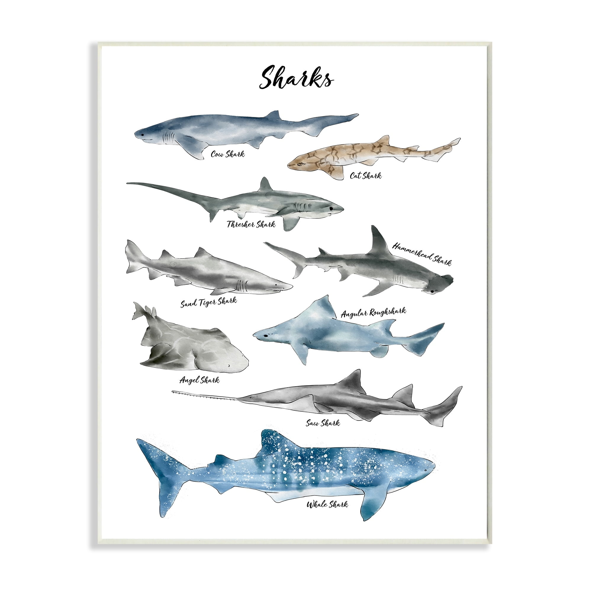 Stupell Industries Nautical Shark Chart Watercolor Marine Animals Wall Plaque by Ziwei Li