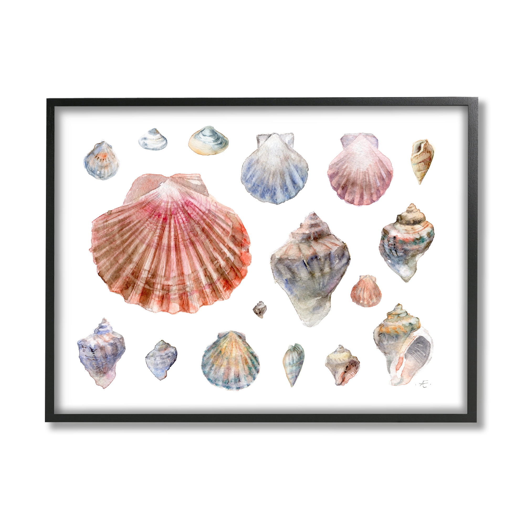 Stupell Industries Nautical Shell Watercolor Study Patterned Aquatic Life Nature Painting Black Framed Art Print Wall Art, 24 x 30