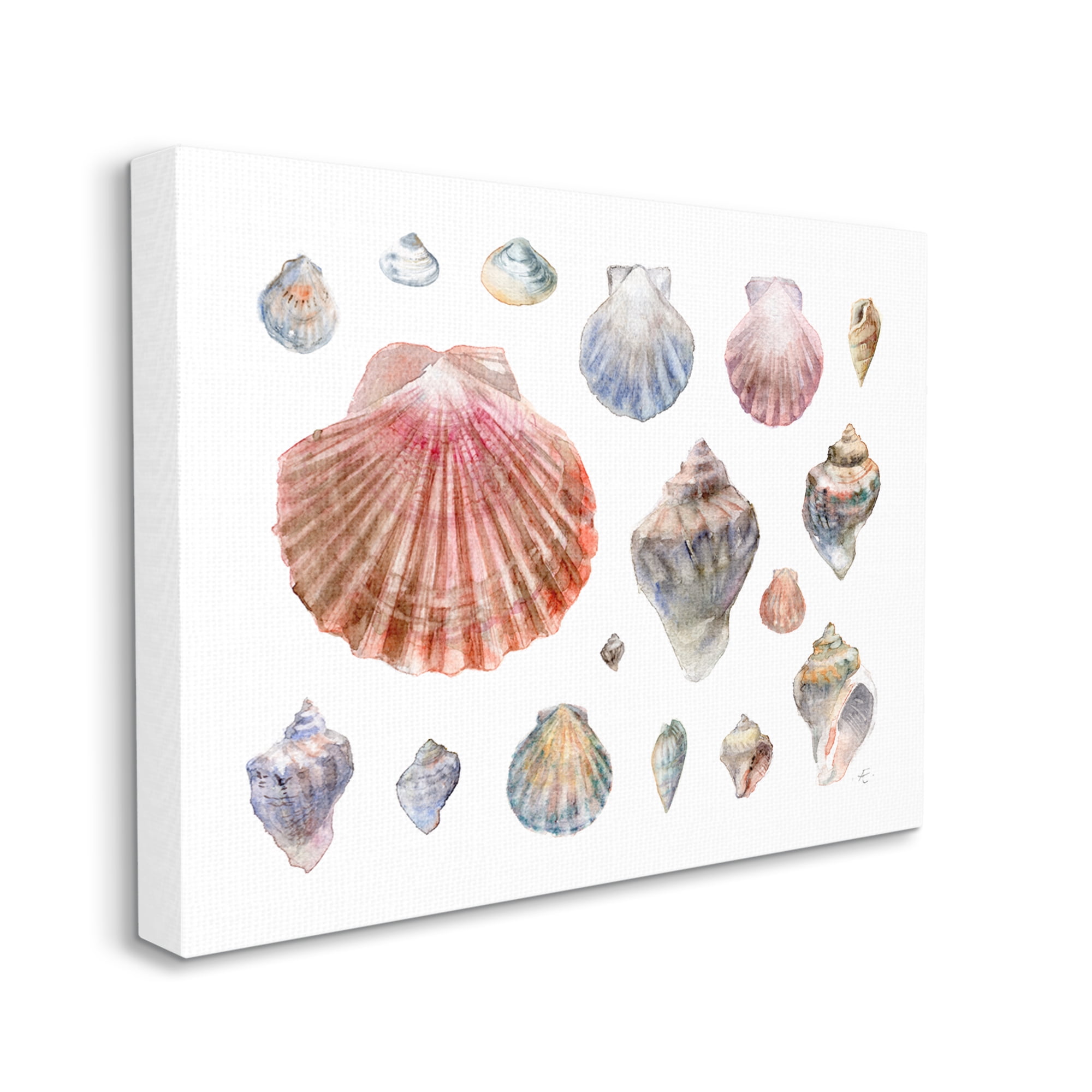 Stupell Industries Nautical Shell Watercolor Study Patterned Aquatic Life Nature Painting Gallery Wrapped Canvas Print Wall Art, 16 x 20