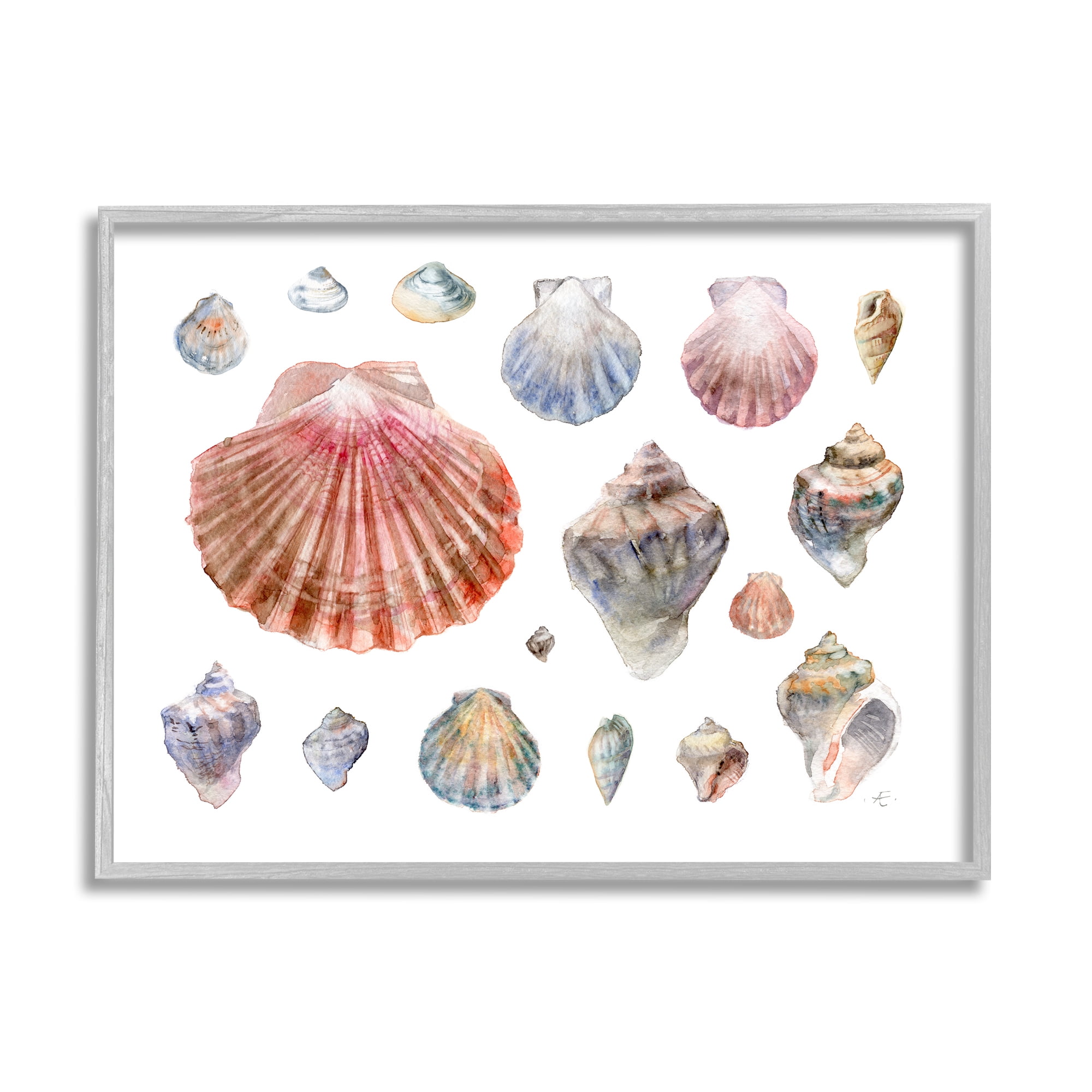 Stupell Industries Nautical Shell Watercolor Study Patterned Aquatic Life Nature Painting Gray Framed Art Print Wall Art, 16 x 20