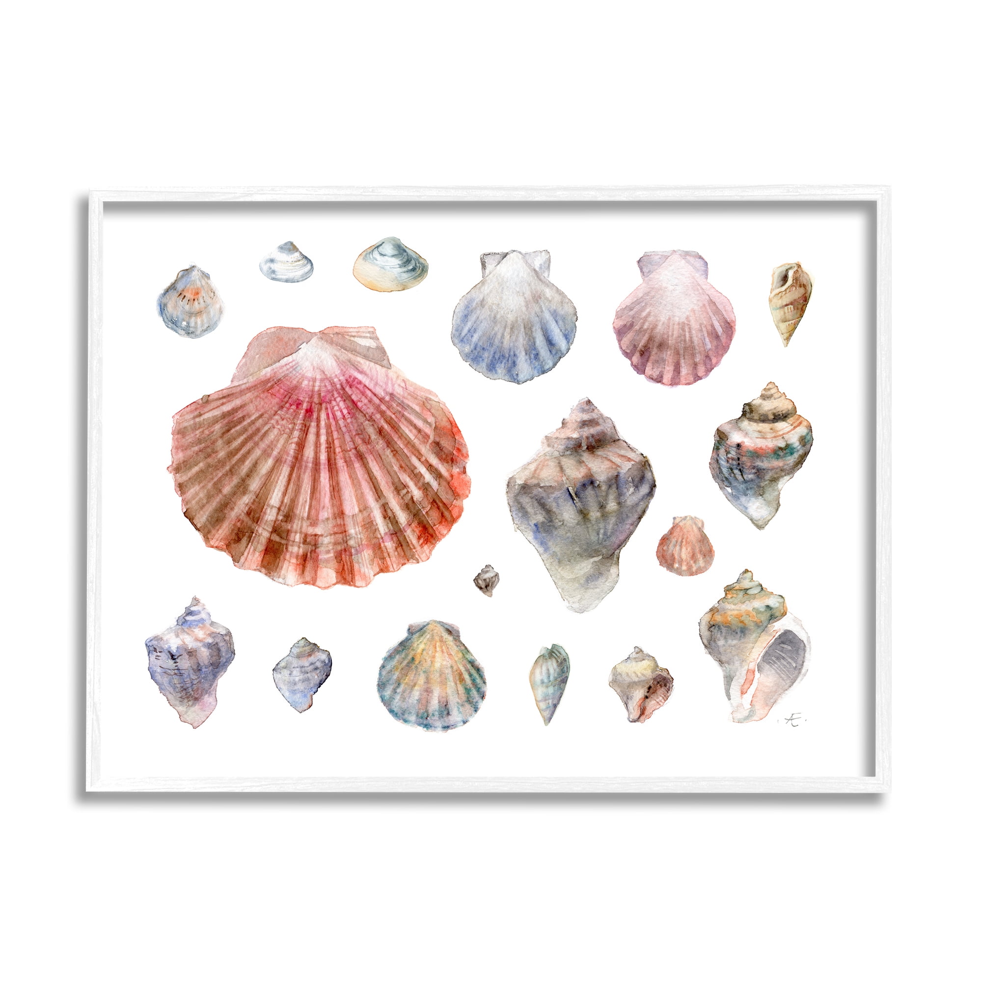 Stupell Industries Nautical Shell Watercolor Study Patterned Aquatic Life Nature Painting White Framed Art Print Wall Art, 16 x 20
