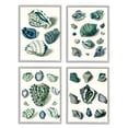 thumbnail image 1 of Stupell Industries Nautical Spiral Conch Shell Collage Blue Green Gray Framed by Vision Studio, 1 of 5