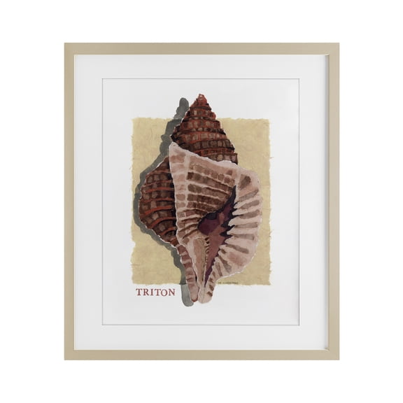 Stupell Industries Nautical Triton Shell Birch Framed Print Under Glass design by Nancy Overton, 21 x 17