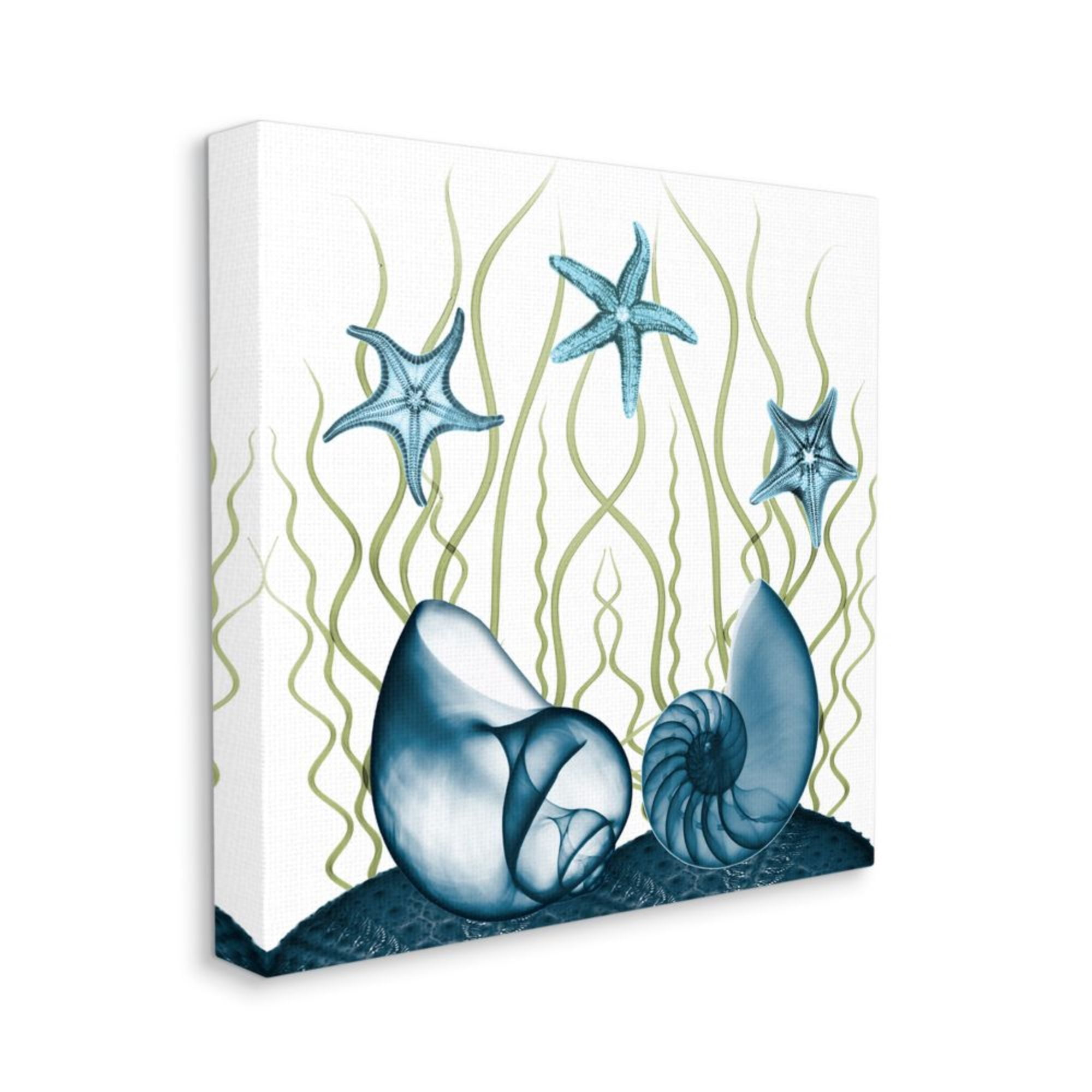Stupell Industries Nautilus Shells and Starfish Modern Sea Floor Design Design by Albert Koetsier, 24" x 24"