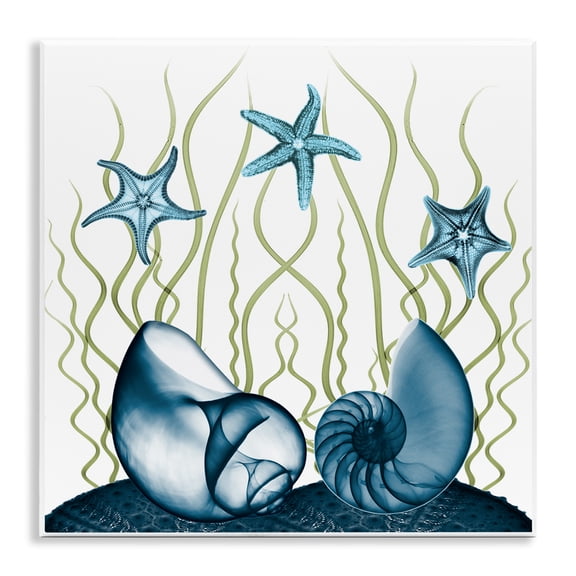 Stupell Industries Contemporary Shells and Starfish Modern Sea Design Wall Plaque Art, 12 x 12, by Albert Koetsier