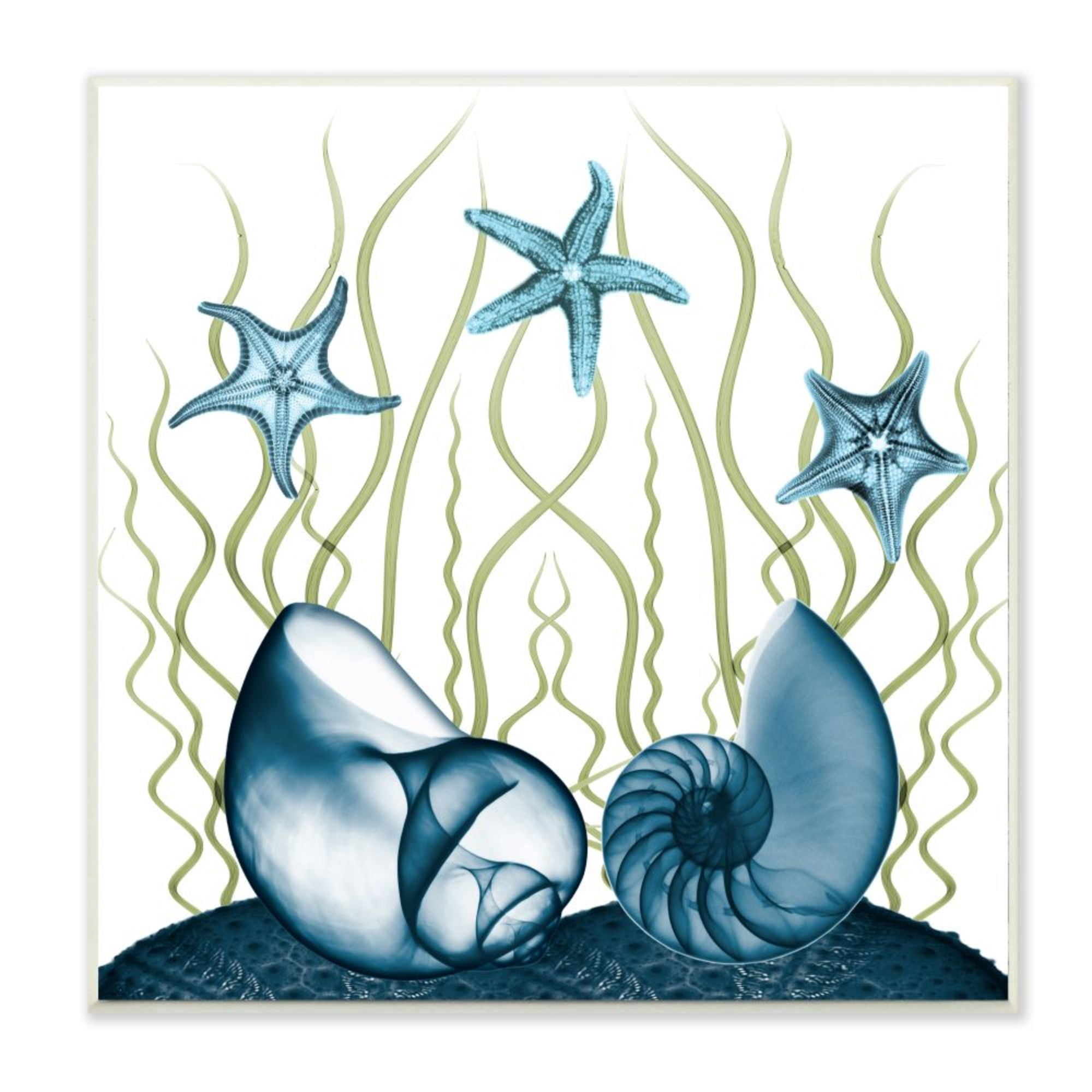 Stupell Industries Nautilus Shells and Starfish Modern Sea Floor Design Design by Albert Koetsier