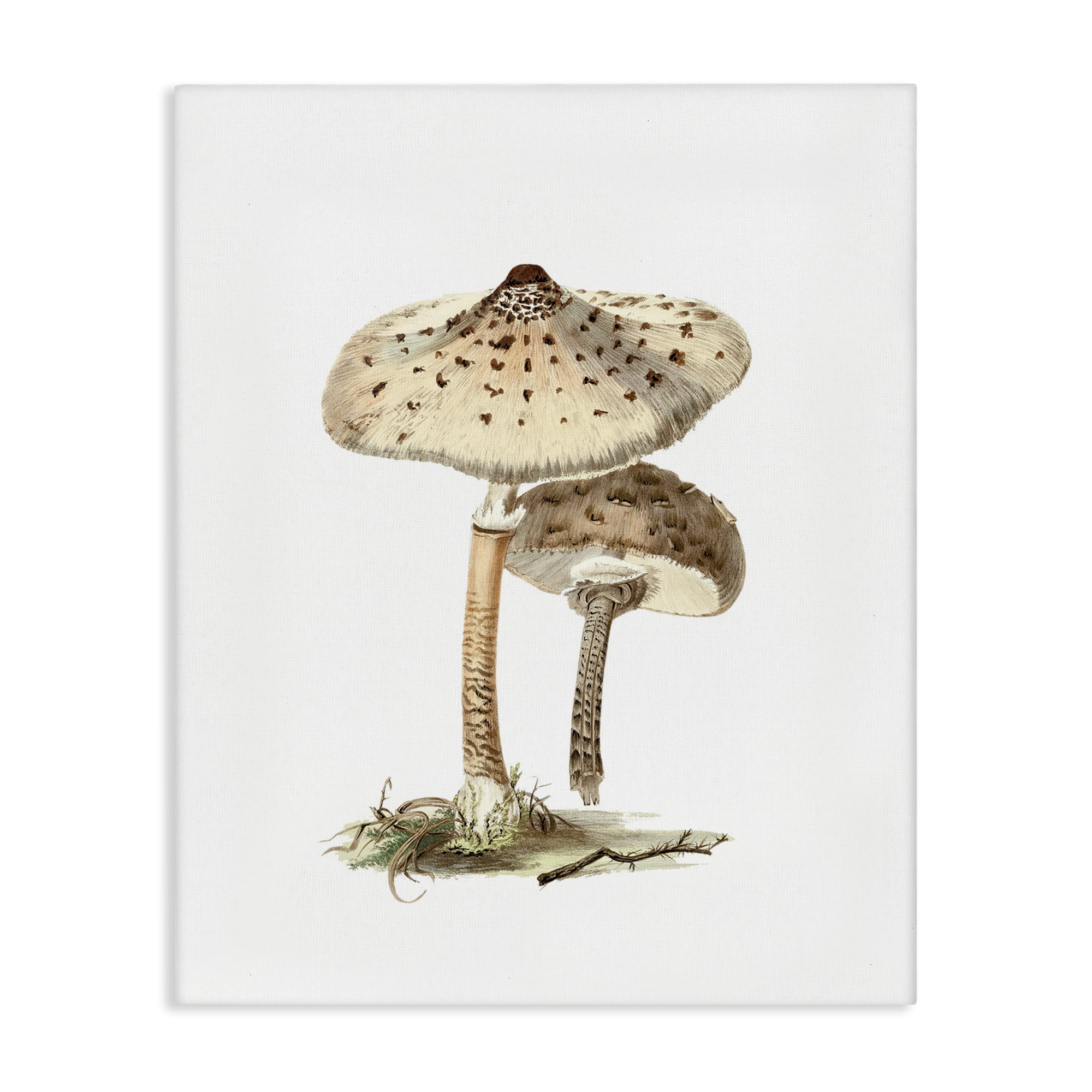 Stupell Industries Neutral Brown Mushrooms Botanical & Floral Painting Gallery Wrapped Canvas Art Print Wall Art, 24 x 30