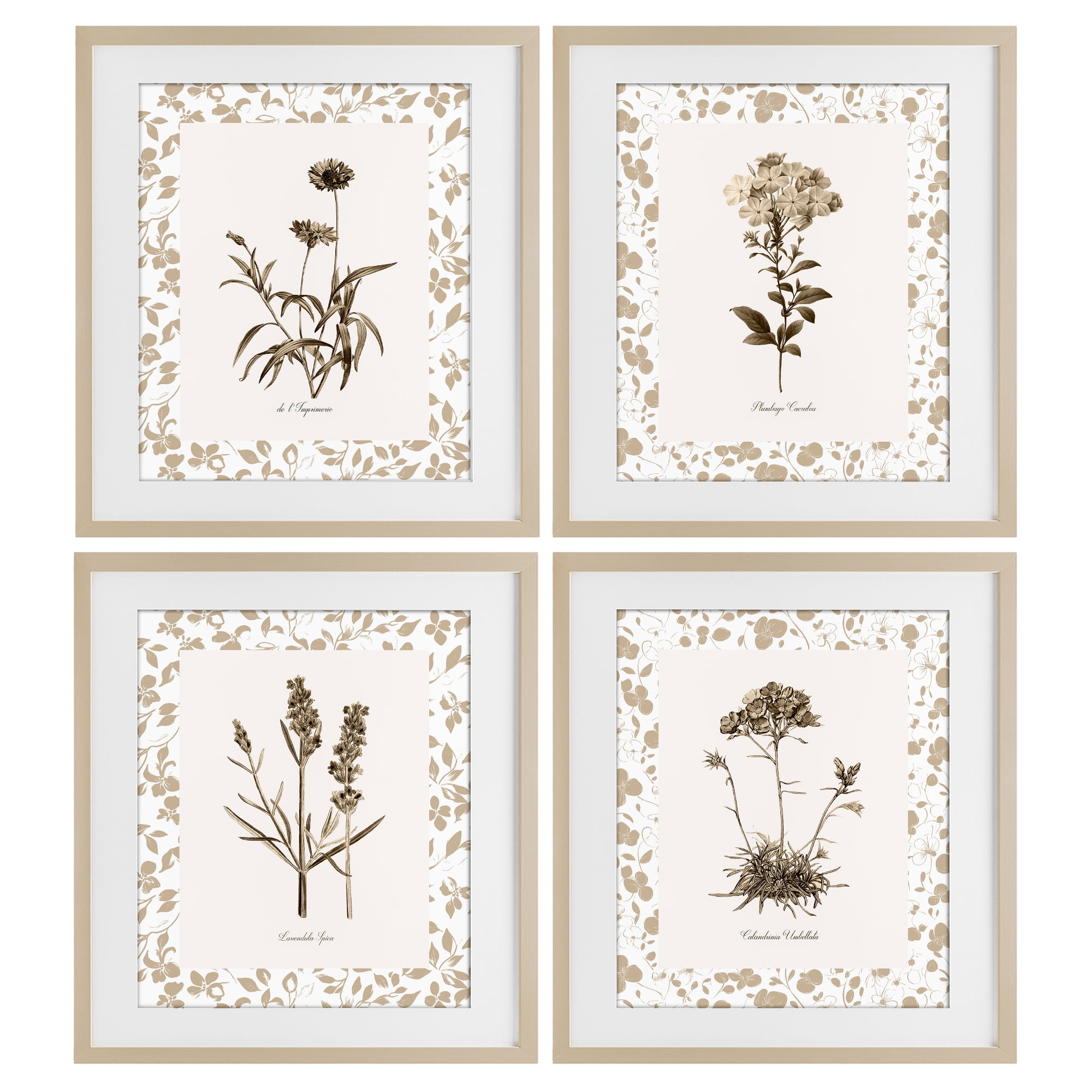 Stupell Industries Neutral Imperial Flower Studies 4 Piece Birch Framed Print Under Glass Set, design by Kelly Donovan