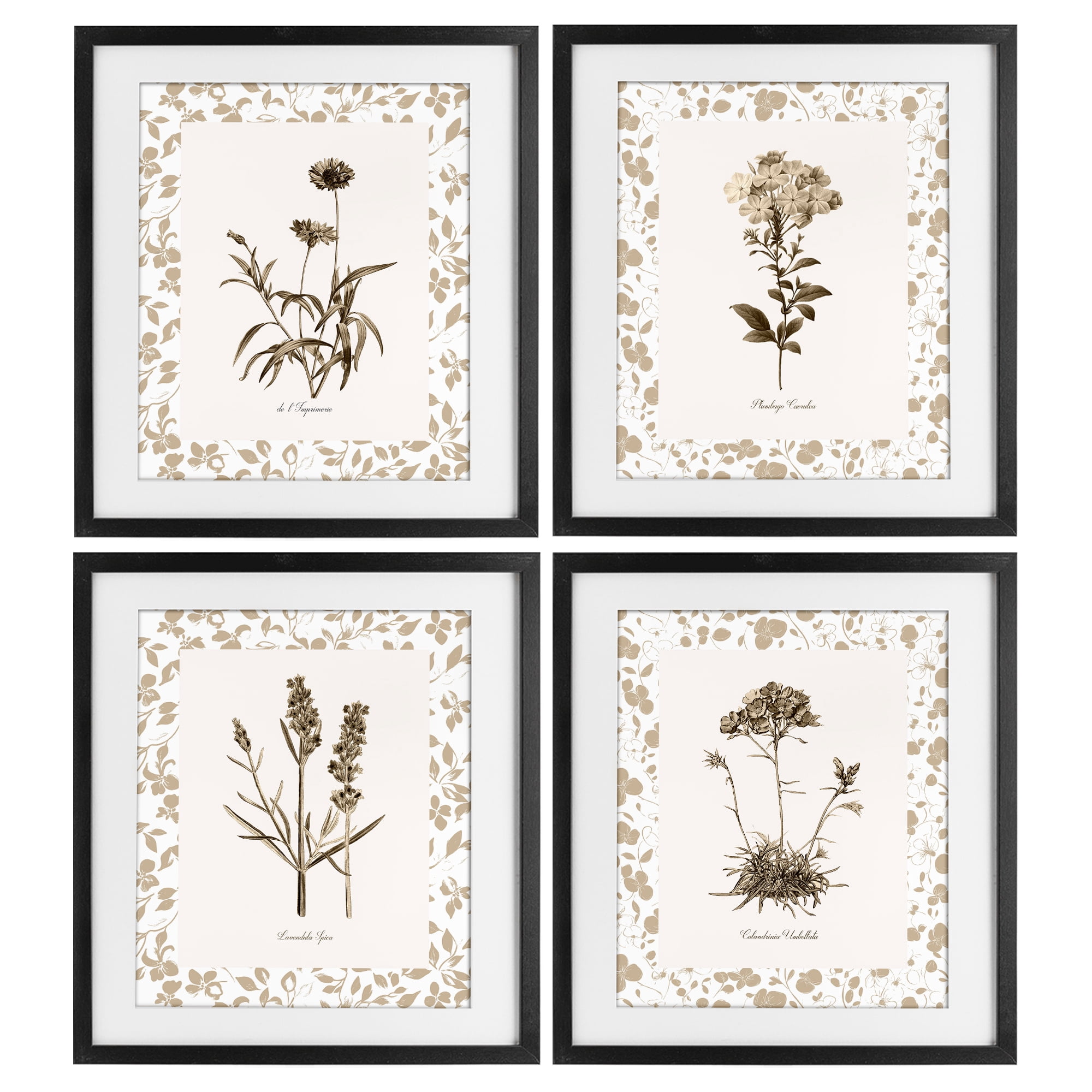 Stupell Industries Neutral Imperial Flower Studies 4 Piece Black Framed Print Under Glass Set, design by Kelly Donovan