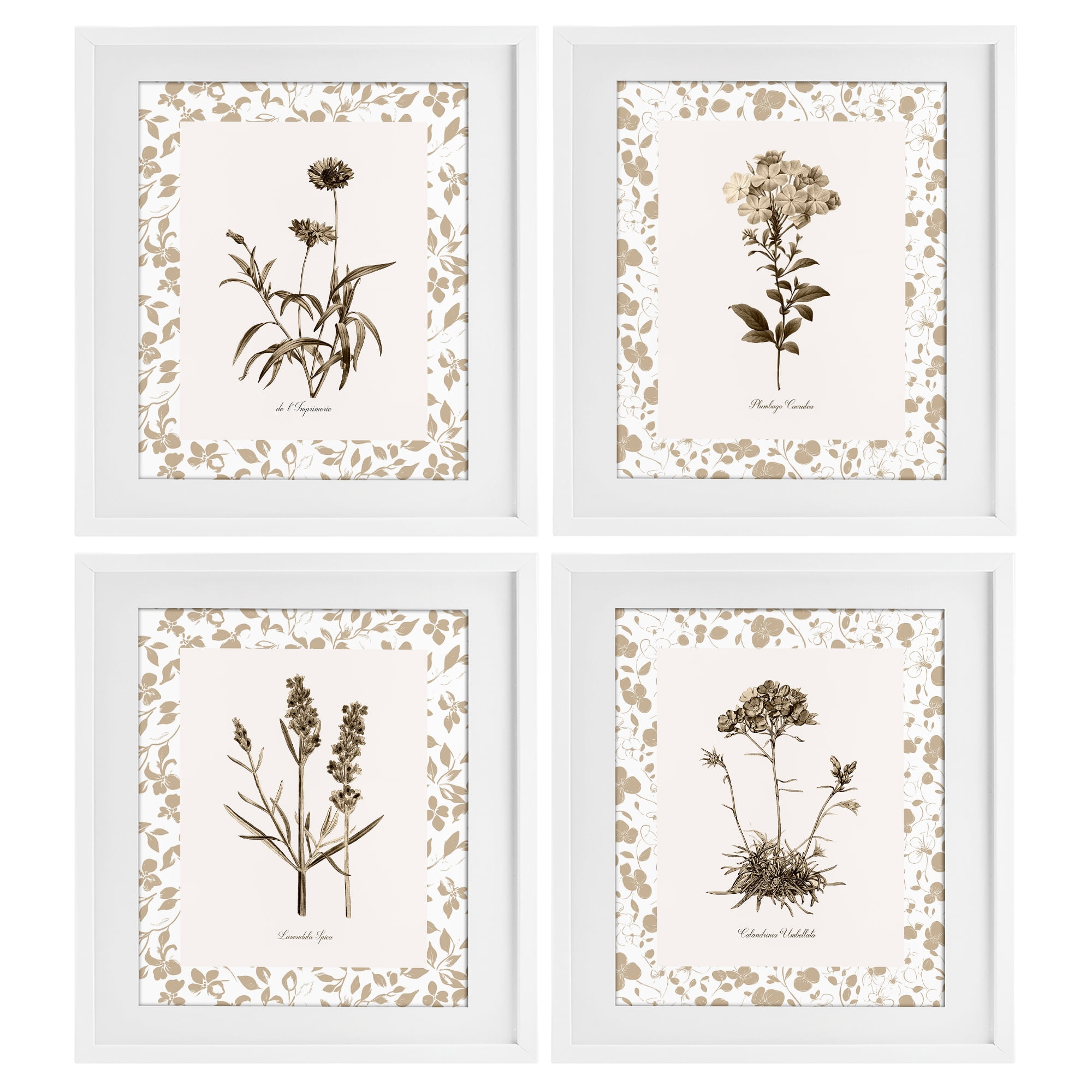 Stupell Industries Neutral Imperial Flower Studies 4 Piece White Framed Print Under Glass Set, design by Kelly Donovan