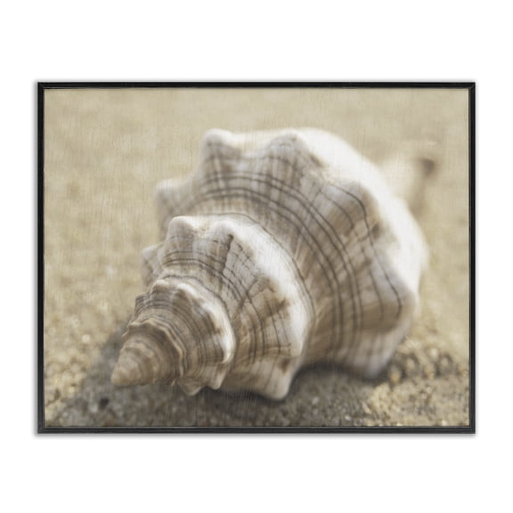 Stupell Industries Neutral Tone Conch Shell Animals Painting Black Framed Art Print Wall Art, 20 x 16