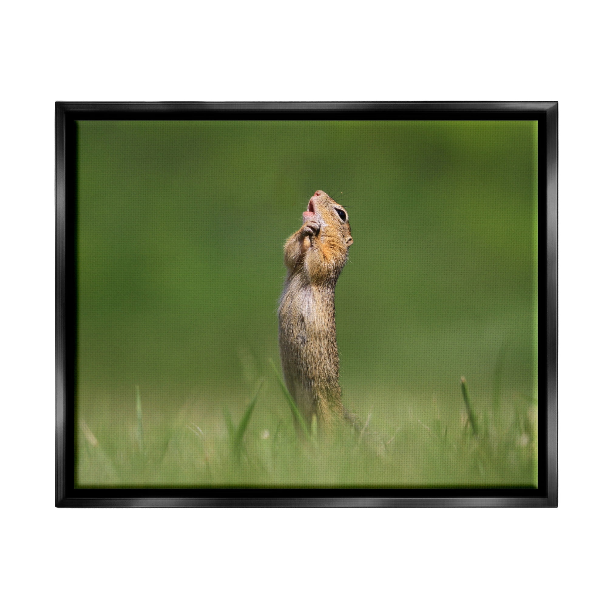 Stupell Industries O Sole Mio Funny Animal Animals & Insects Photography Black Floater Framed Canvas Art Print Wall Art, 31 x 25