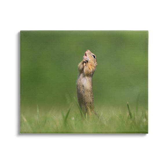 Stupell Industries O Sole Mio Funny Animal Animals & Insects Photography Gallery Wrapped Canvas Art Print Wall Art, 48 x 36