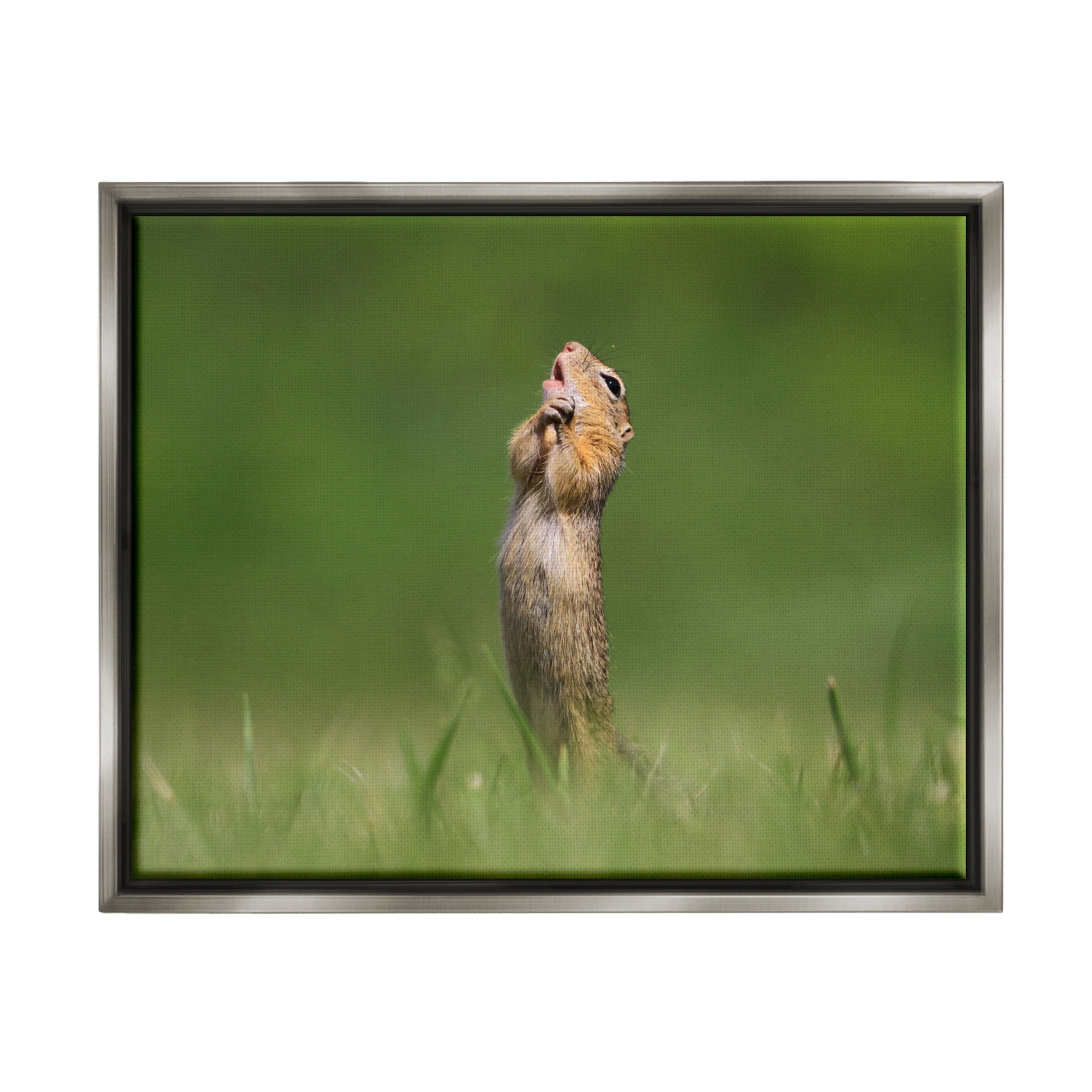 Stupell Industries O Sole Mio Funny Animal Animals & Insects Photography Gray Floater Framed Canvas Art Print Wall Art, 21 x 17