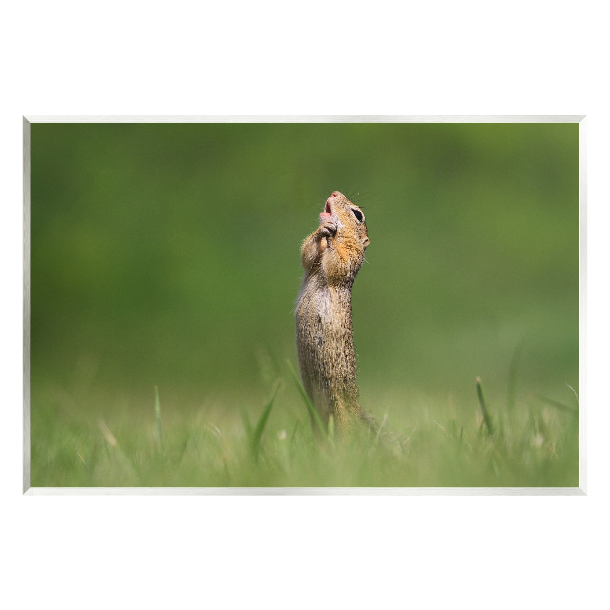 Stupell Industries O Sole Mio Funny Animal Animals & Insects Photography Unframed Art Print Wall Art, 19 x 13