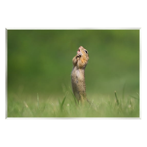 Stupell Industries O Sole Mio Funny Animal Animals & Insects Photography Unframed Art Print Wall Art, 19 x 13