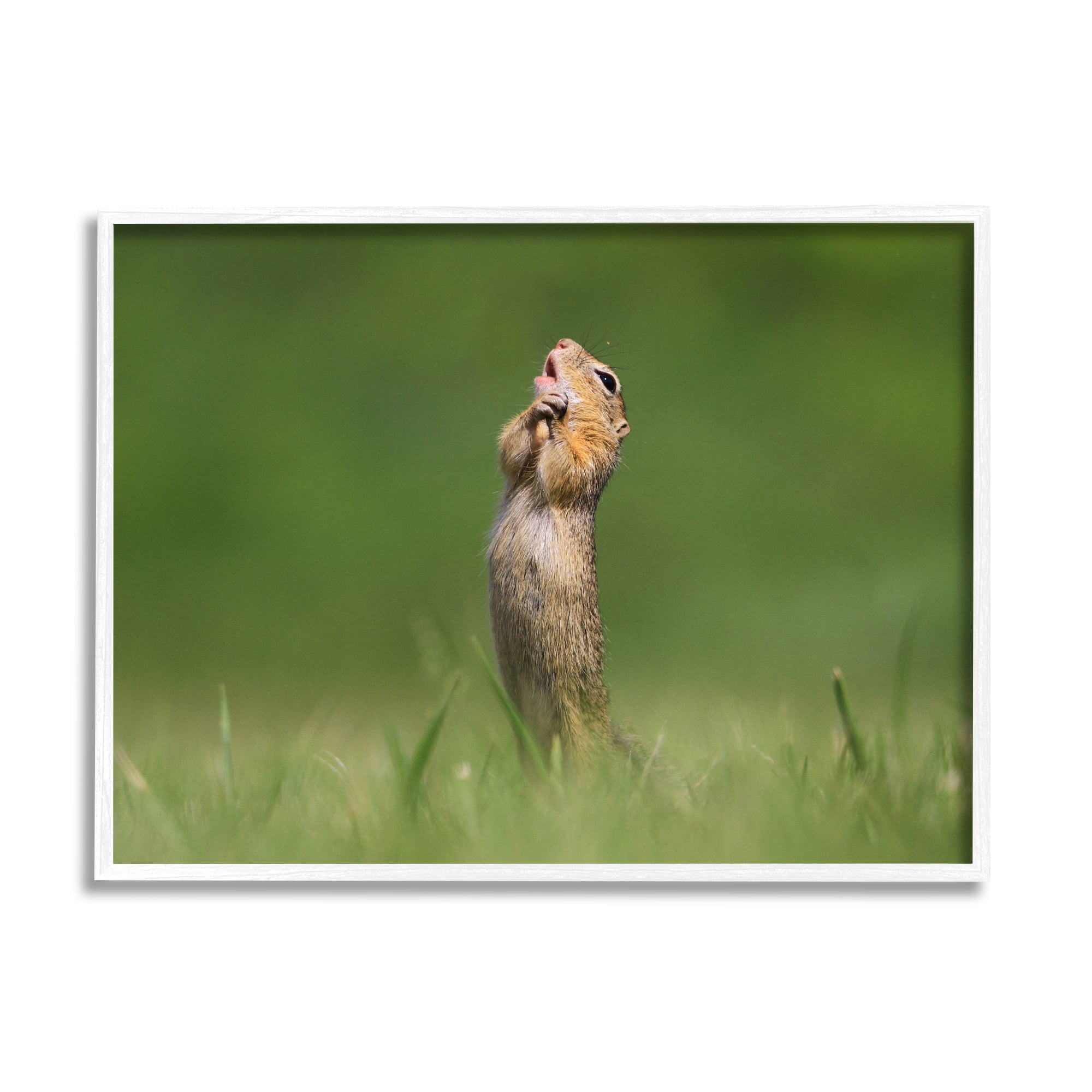 Stupell Industries O Sole Mio Funny Animal Animals & Insects Photography White Framed Art Print Wall Art, 20 x 16