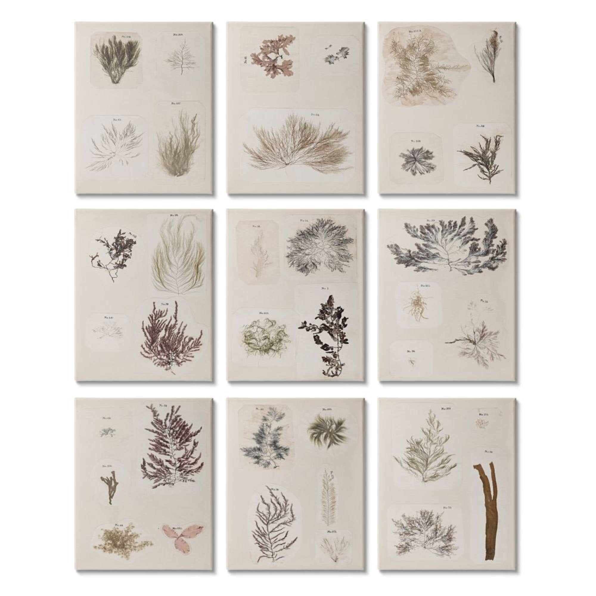 Stupell Industries Ocean Corals Vintage Collage Neutral Brown Beige Design by Vision Studio, 9 Piece, 11" x 14"