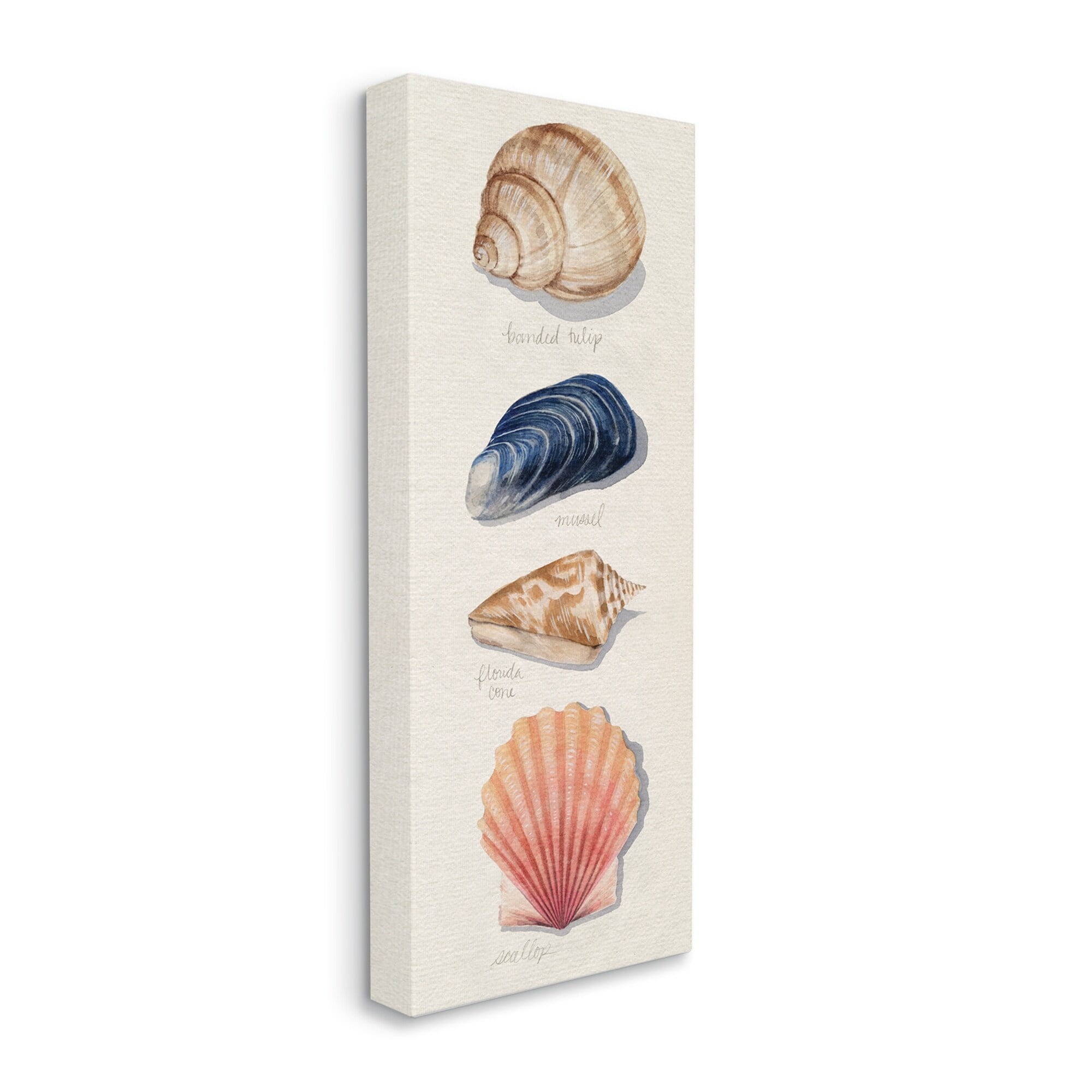 Stupell Industries Ocean Life Sea Shells Soft Beige Sand,10 x 24,Designed by Grace Popp