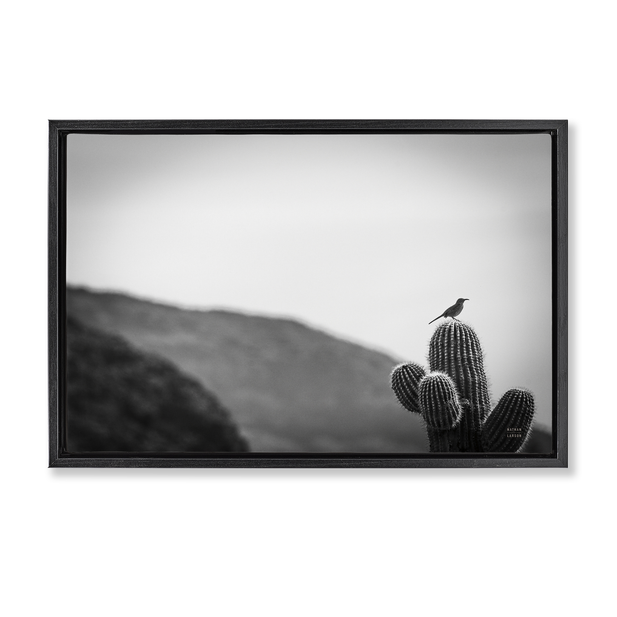Stupell Industries On Guard Bird & Cactus Landscape & Nature Photography Black Floater Framed Canvas Art Print Wall Art, 25 x 17