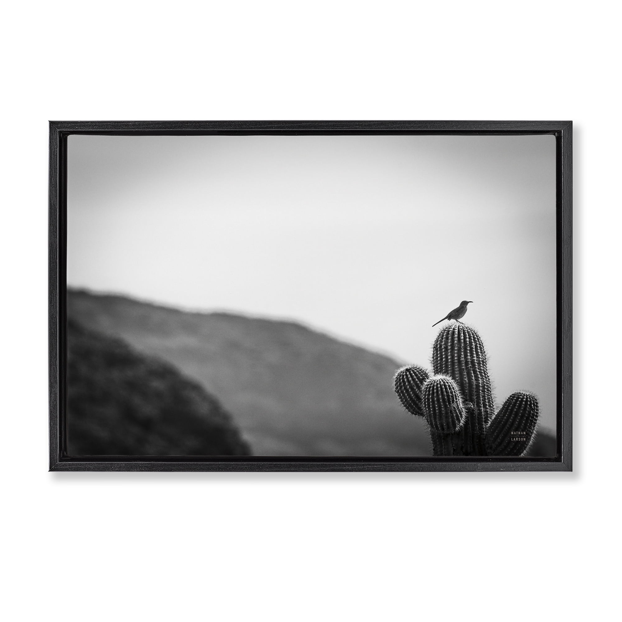Stupell Industries On Guard Bird & Cactus Landscape & Nature Photography Black Floater Framed Canvas Art Print Wall Art, 31 x 21
