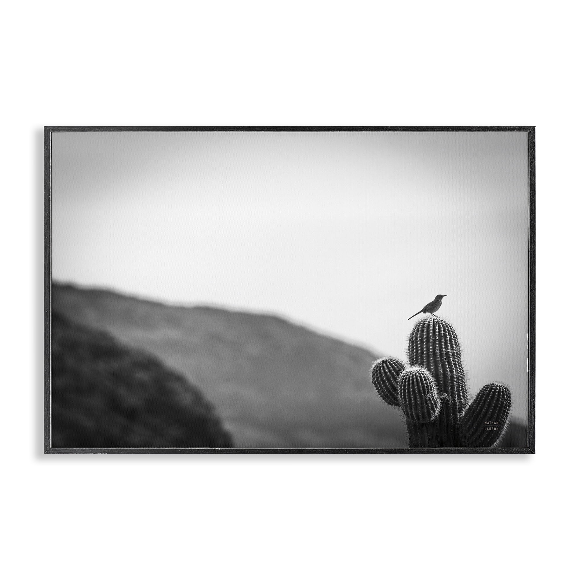 Stupell Industries On Guard Bird & Cactus Landscape & Nature Photography Black Framed Art Print Wall Art, 24 x 16