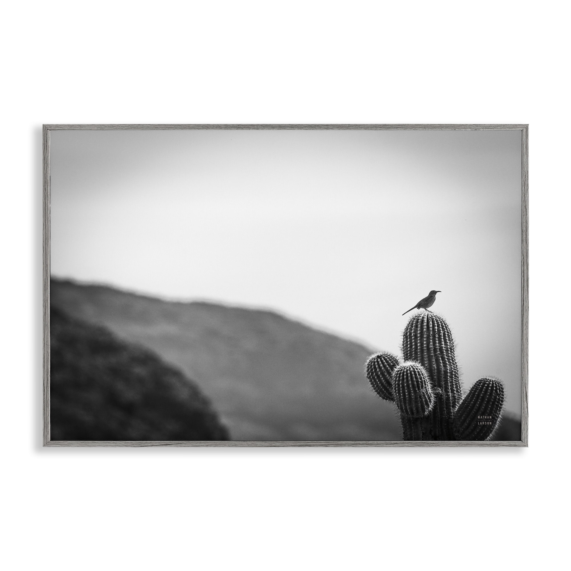 Stupell Industries On Guard Bird & Cactus Landscape & Nature Photography Gray Framed Art Print Wall Art, 30 x 20